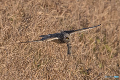 野ネズミ捕獲（コミミズク）