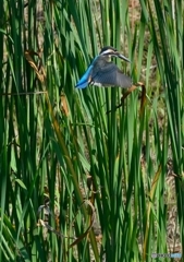 いつもの公園　「カワセミ、ホバホバ」（１）