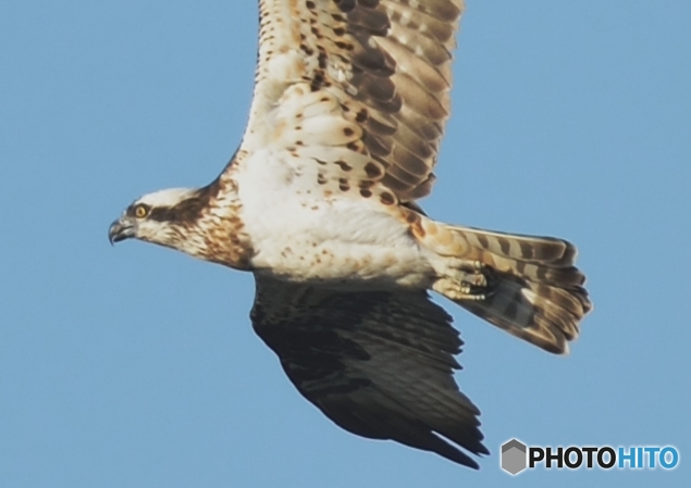 ミサゴ来る「羽毛」