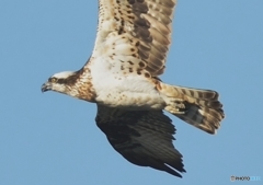 ミサゴ来る「羽毛」