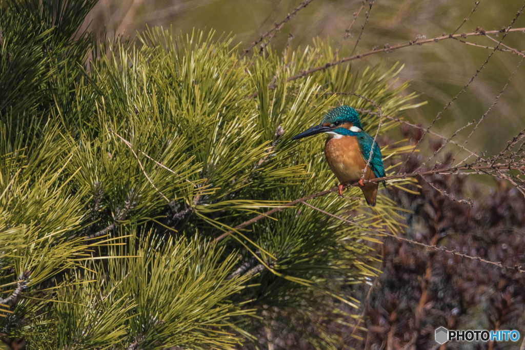 松に翡翠（１）