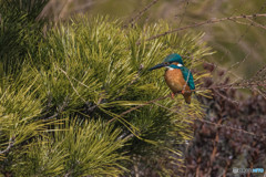 松に翡翠（１）