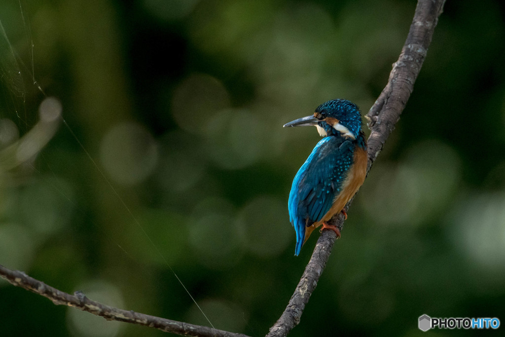 隣町の公園「秋景カワセミ池」（4）