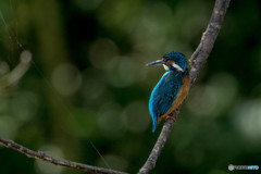 隣町の公園「秋景カワセミ池」（4）