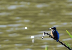 隣町のカワセミ君６－１「佇む」
