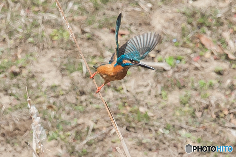 いつもの公園「カワセミ日和」（２）