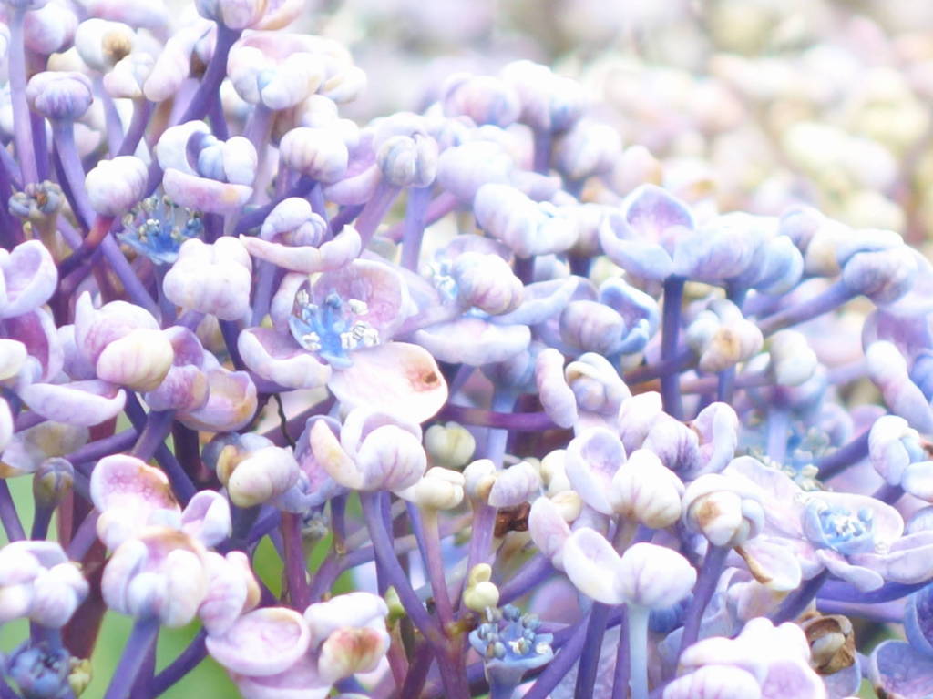アジサイ　６－５「熟華」