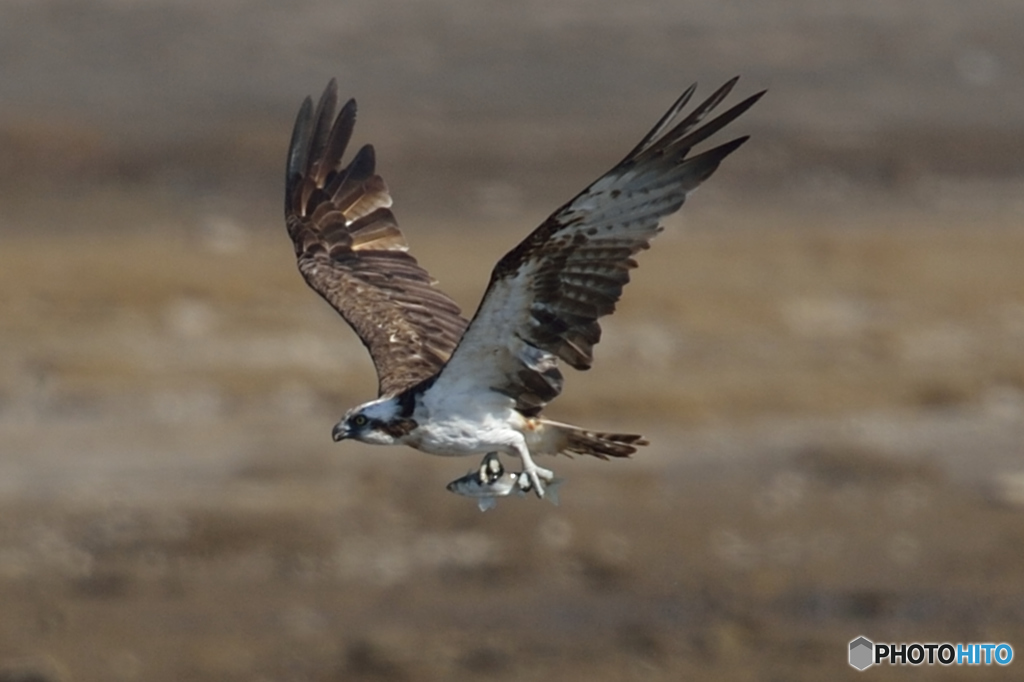 ミサゴ来る「獲物」