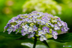 いつもの公園「紫陽花の頃」（３）
