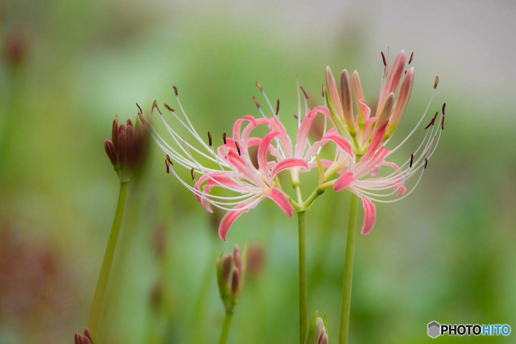 曼珠沙華秋景「晴華」（２）