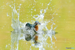いつもの公園「ザバン！」