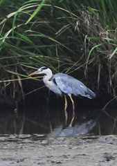 いつもの公園今朝５－３「アオサギ」