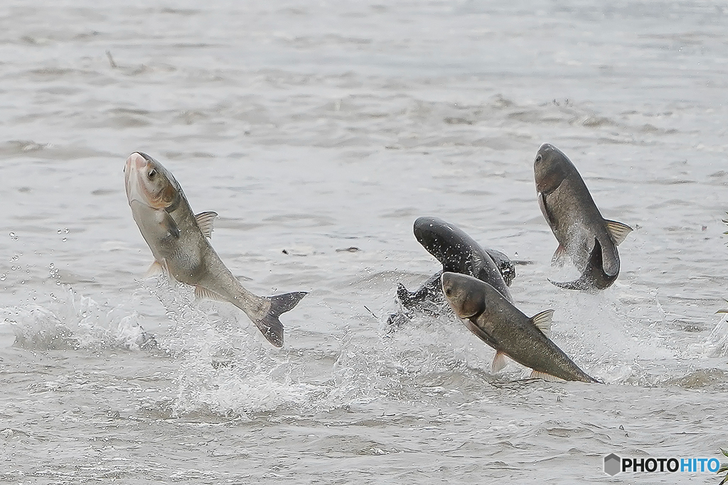 利根川踊り（２）