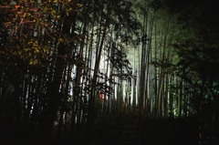 京都　高台寺　ライトアップ「秋景竹錦」