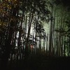 京都　高台寺　ライトアップ「秋景竹錦」