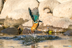 いつもの公園「ライブ！」（５）