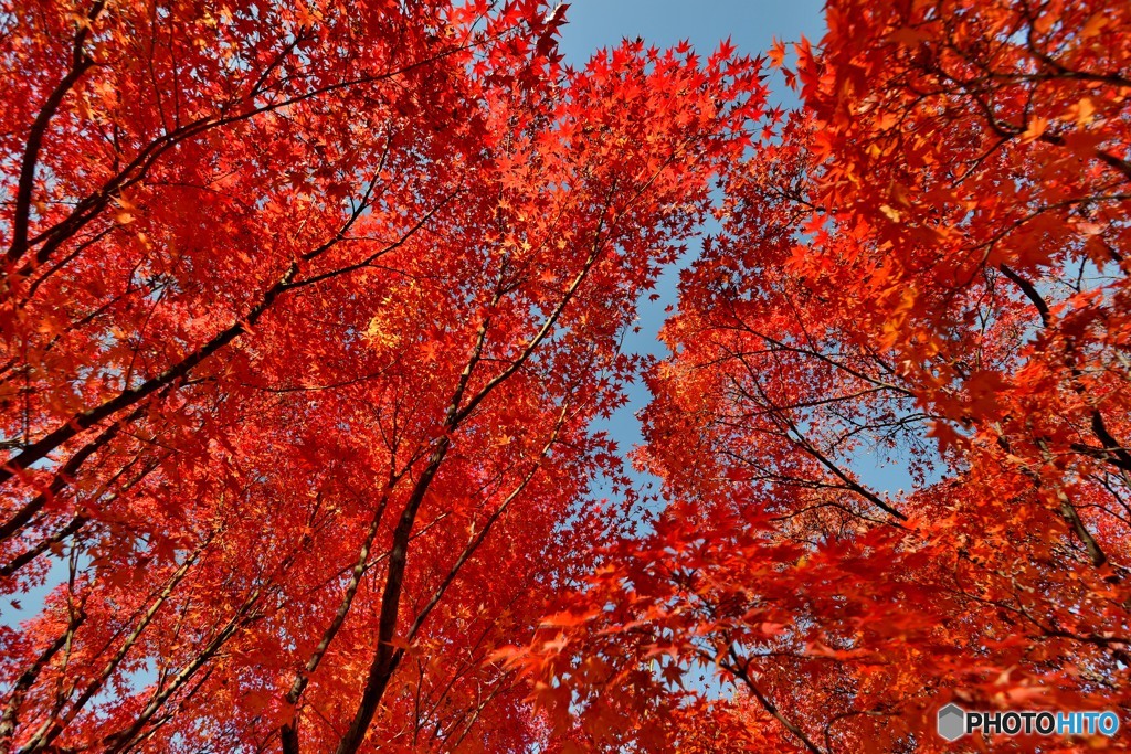 赤紅葉（東福寺）（３）