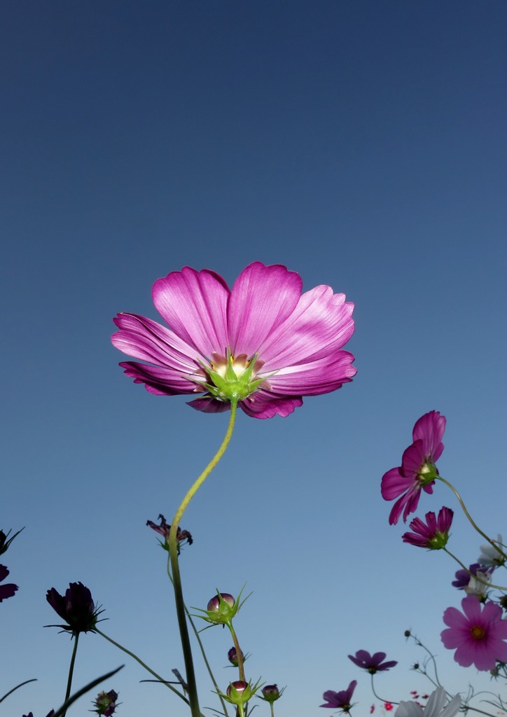 秋桜　４－２「蒼天」