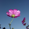秋桜　４－２「蒼天」
