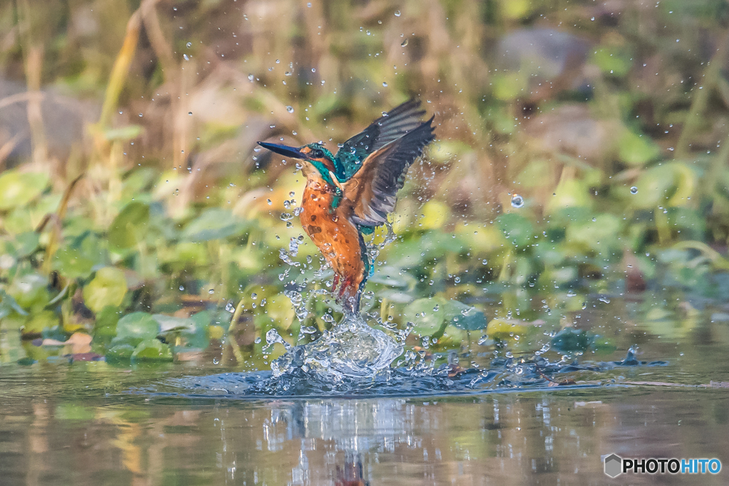 いつもの公園「遊飛」