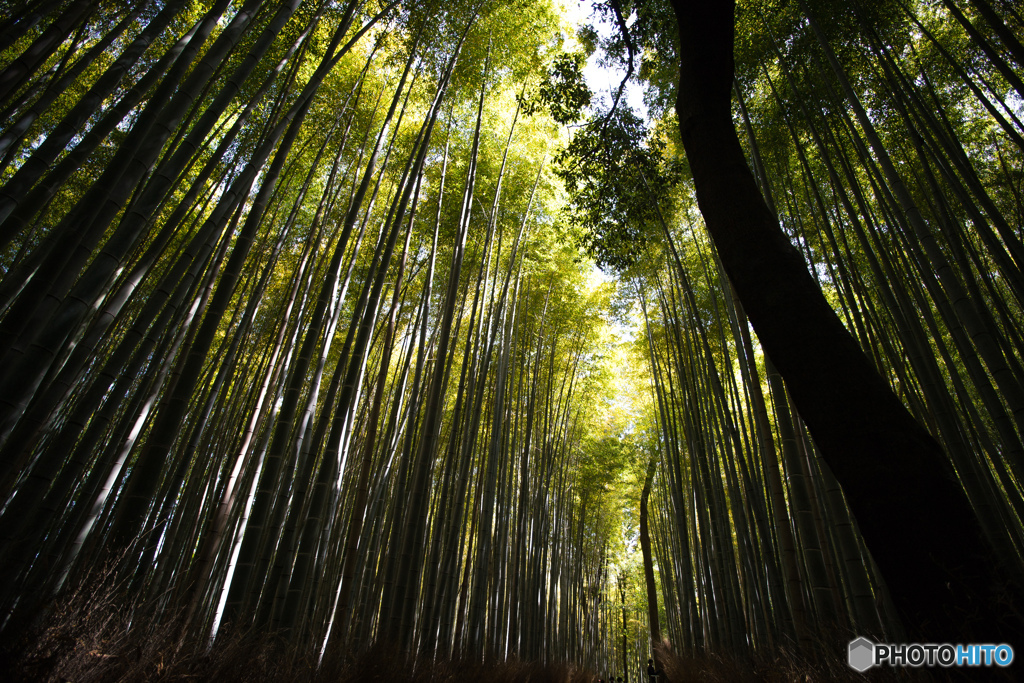 春青、竹千里（京都嵯峨野竹林）