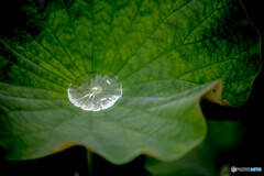 夏雨華（古代蓮）（２）