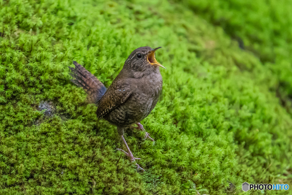 緑苔の鳥