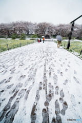 雪櫻（埼玉県幸手市権現堂公園）（４）