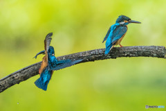 いつもの公園「序章」（カワセミ）（５）