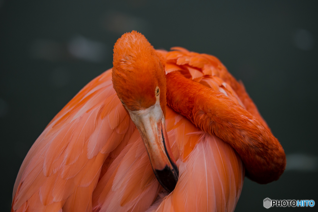 動物園に行ってきました。「フラミンゴ」