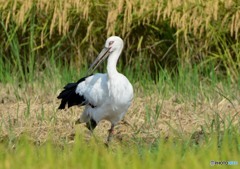 大至急「コウノトリ現れる」（２）