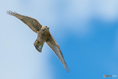 いつもの公園「若、雄飛」（オオタカ幼鳥）（２）