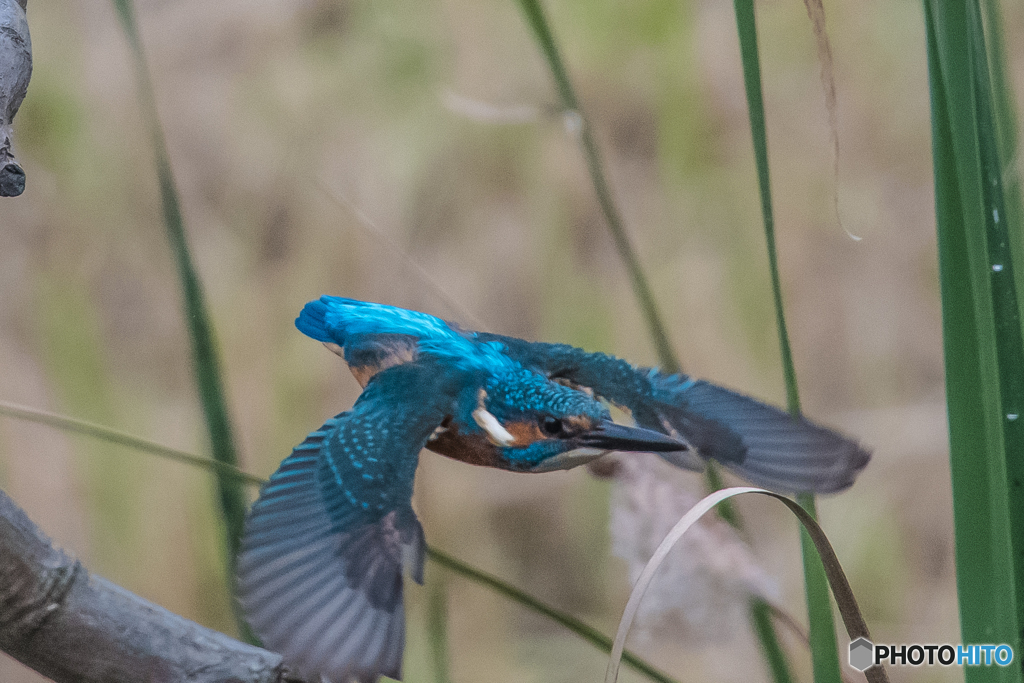 いつもの公園　カワセミ秋景