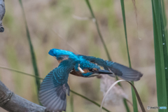 いつもの公園　カワセミ秋景