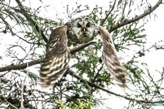 杜の人「翼の動き」（フクロウ）（２）