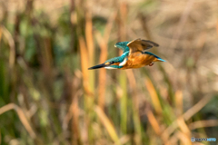いつもの公園「ワルツ」（３）