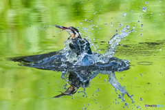 いつもの公園「冴緑」