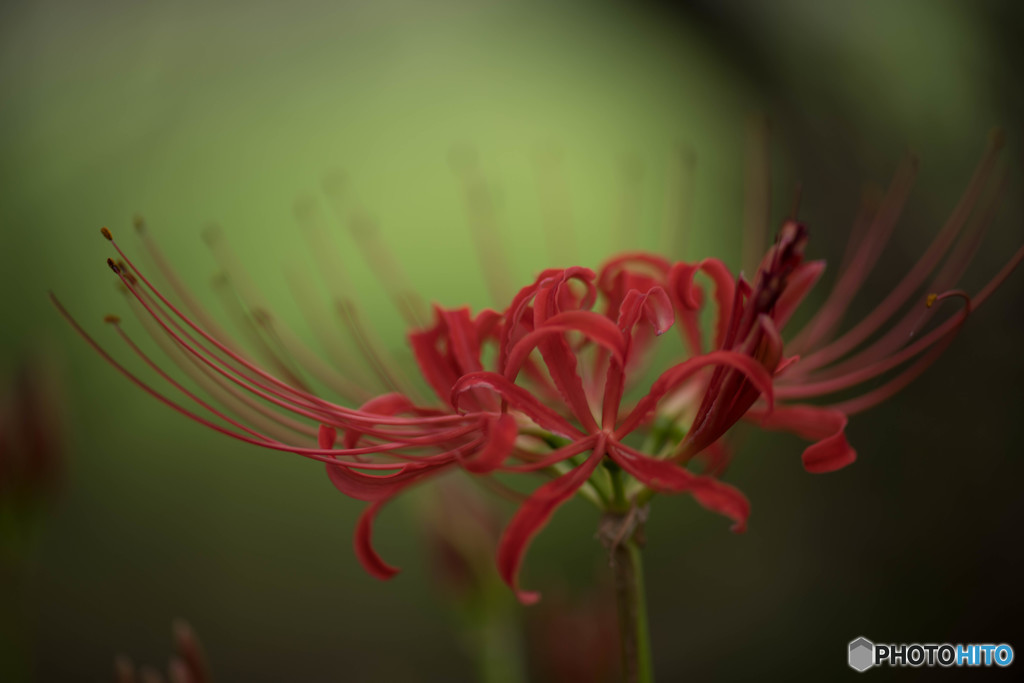 曼珠沙華秋景「緑背」