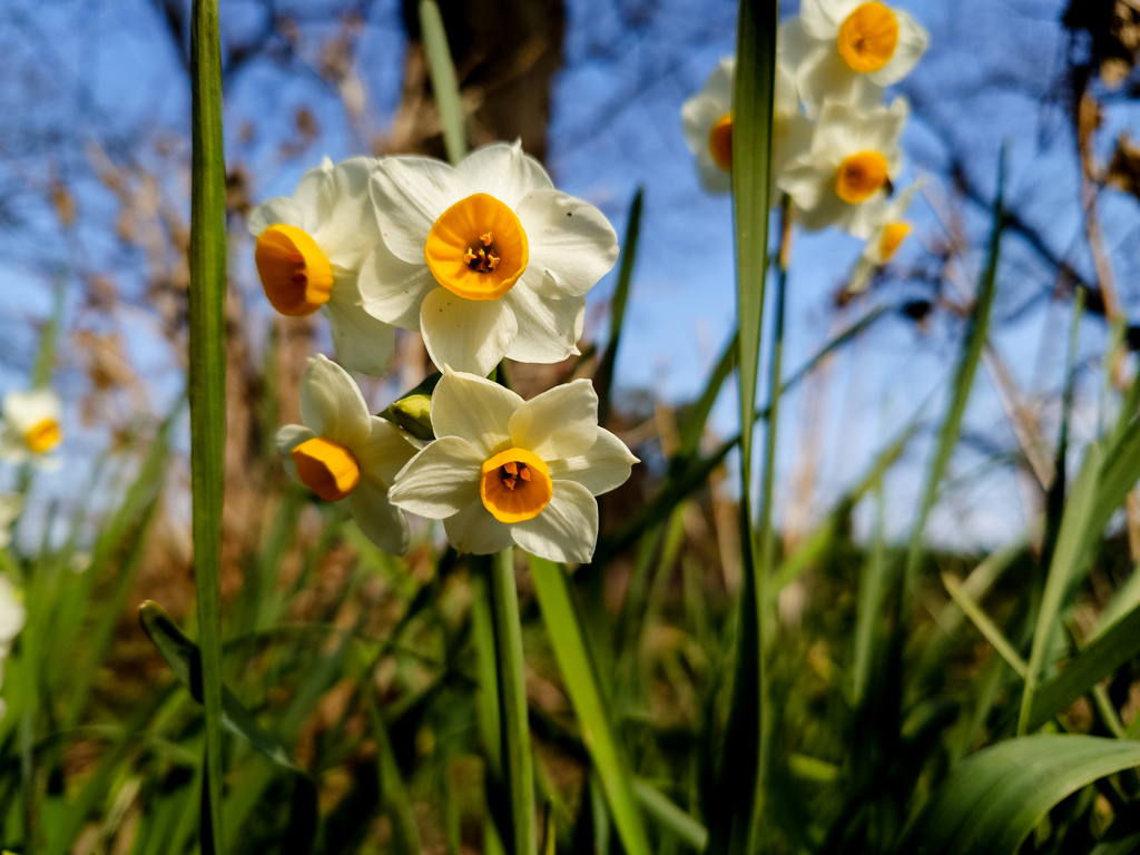 いつもの公園「春待華」