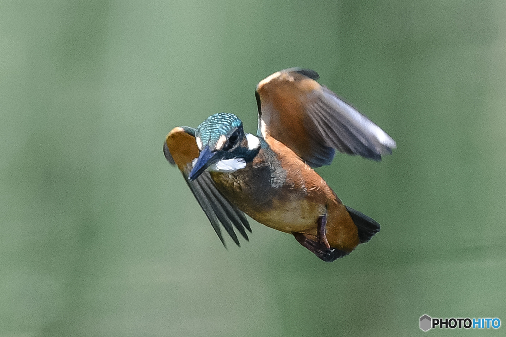 いつもの公園「突進」