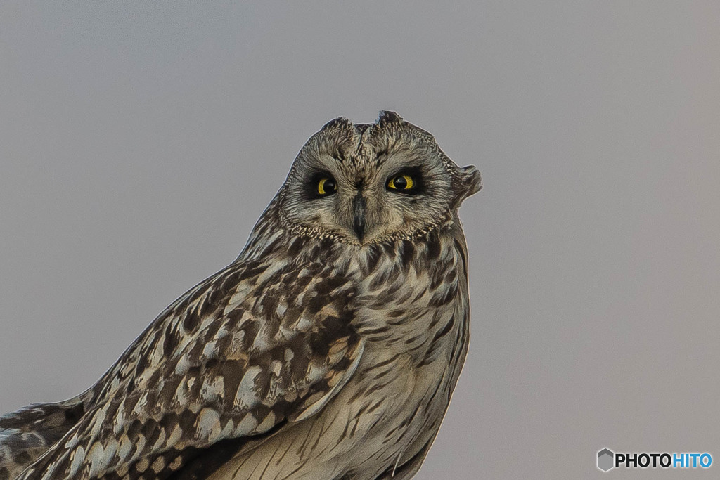 本日のコミミフィールド「コミミの小耳」