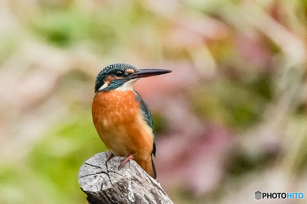 いつもの公園「定刻」