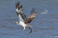 ミサゴ来る「上昇」