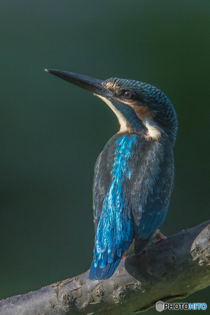 いつもの公園「眼」（２）（カワセミ）
