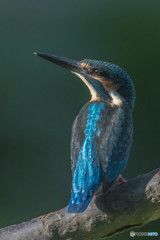 いつもの公園「眼」（２）（カワセミ）