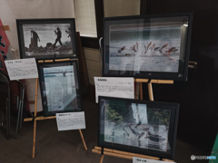 利根川賛歌「ハクレン大ジャンプ写真展」（６）