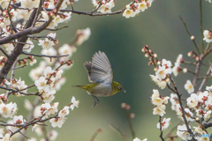 いつもの公園「梅香の風」