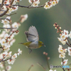 いつもの公園「梅香の風」