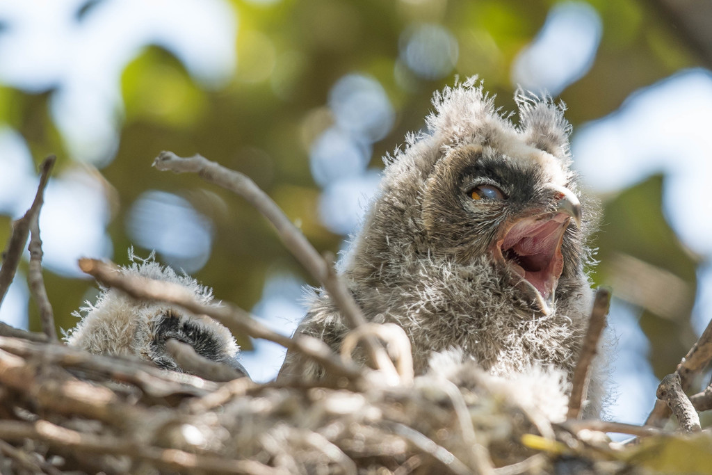 トラフズクにぎやか（５）