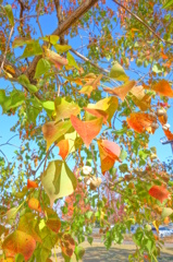 錦秋色晴天　紅葉簾　４－１「来紅葉」